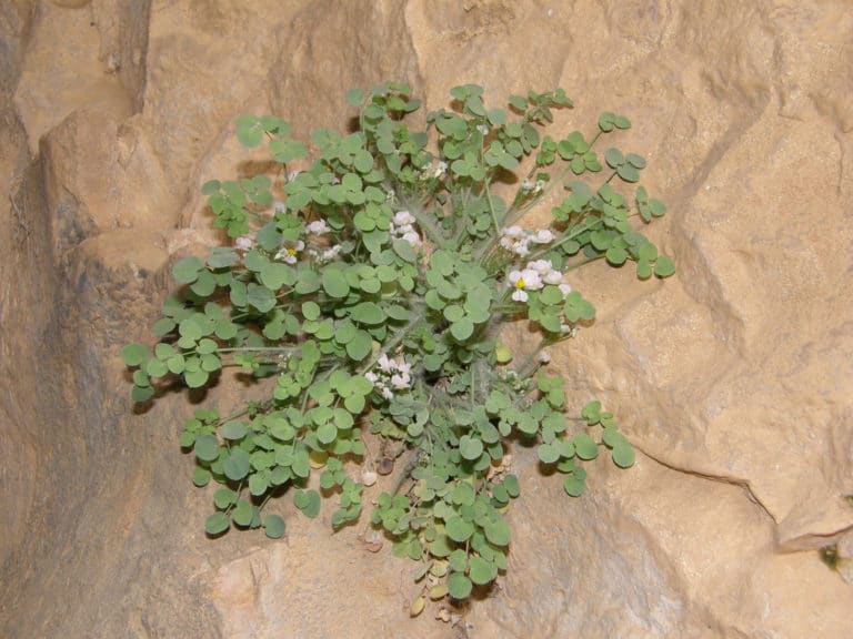 Sarcocapnos (Sarcocapnos)