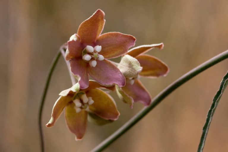 Sarcostemma (Sarcostemma)