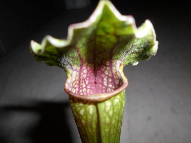 Sarracenia (Sarracenia)