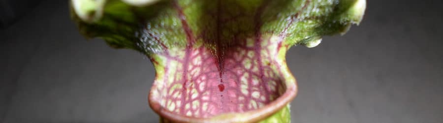 Sarracenia
