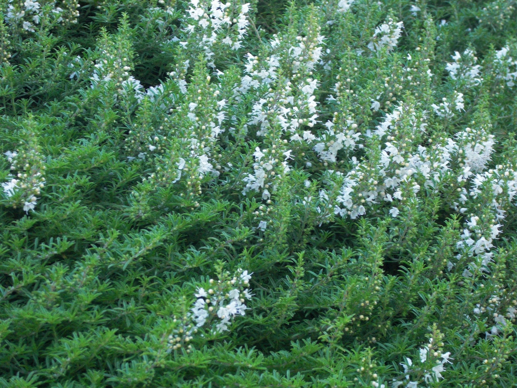 Sarriette (Satureja)