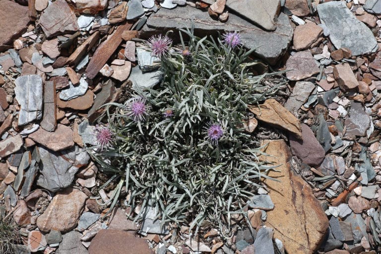 Saussurea (Saussurea)