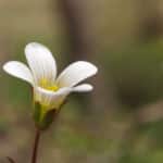 Saxifrage (Saxifraga)
