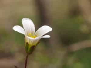 Saxifrage (Saxifraga)