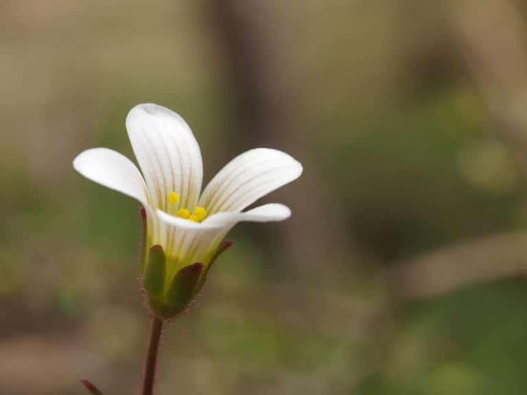 Saxifrage (Saxifraga)