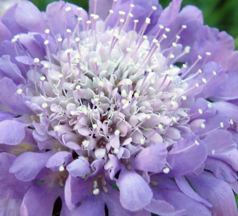 Scabieuse (Scabiosa)