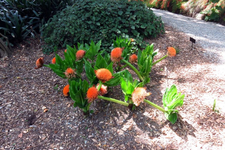 Scadoxus (Scadoxus)