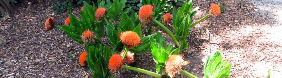 Scadoxus