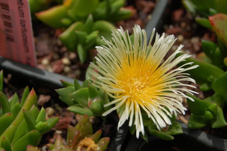 Sceletium (Sceletium)