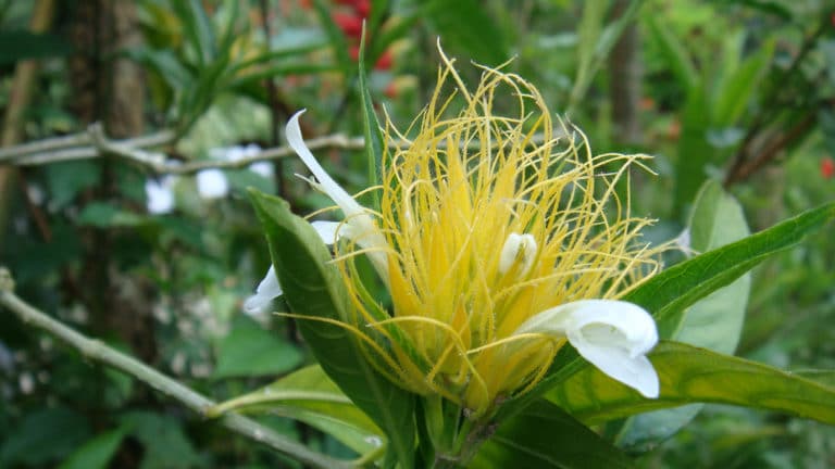 Schaueria (Schaueria)