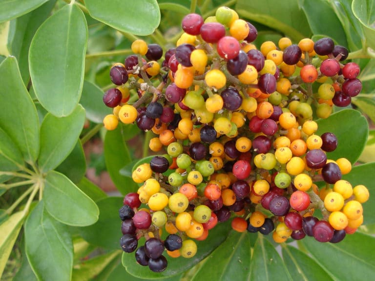 Schefflera (Schefflera)