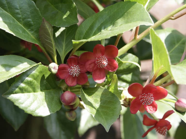 Schisandra (Schisandra)