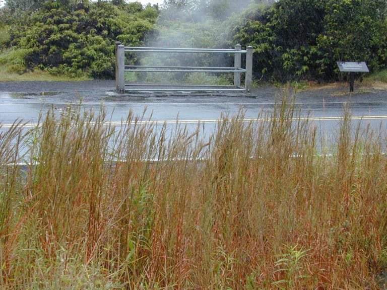Schizachyrium (Schizachyrium)