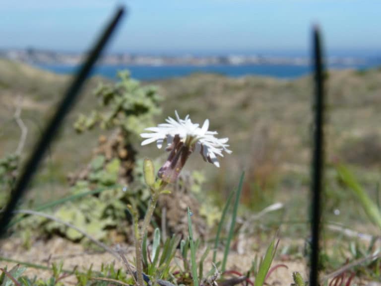 Schizopetalon (Schizopetalon)