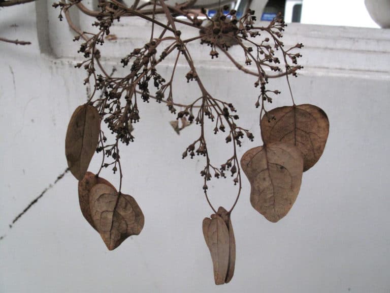 Schizophragma (Schizophragma)