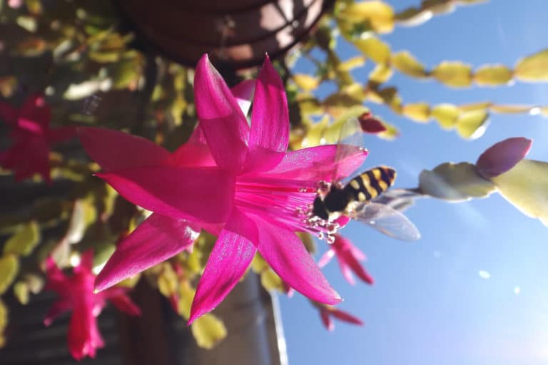 Cactus de Noël (Schlumbergera)