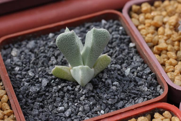 Schwantesia (Schwantesia)