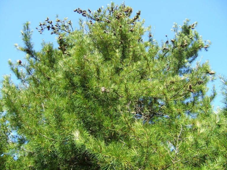 Sciadopitys (Sciadopitys)