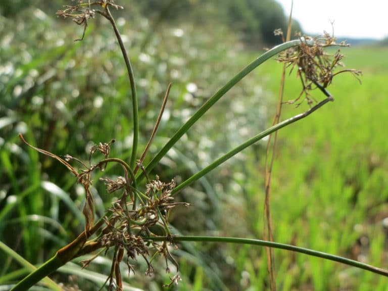 Scirpe (Scirpus)