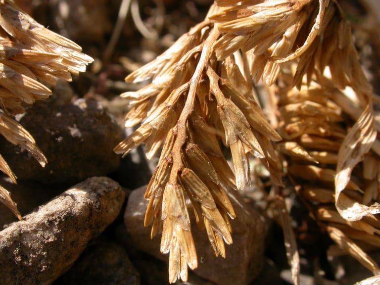 Sclerochloa (Sclerochloa)