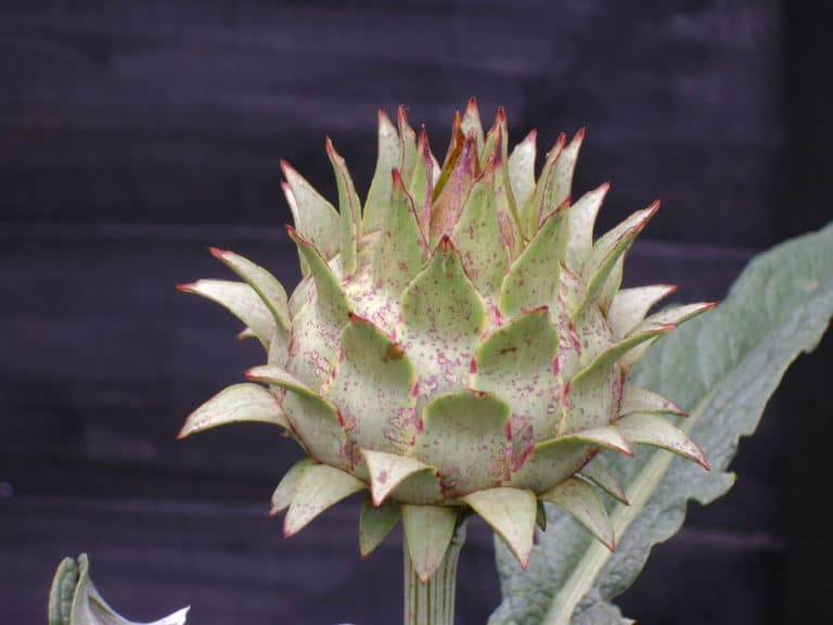 Scolyme (Scolymus)