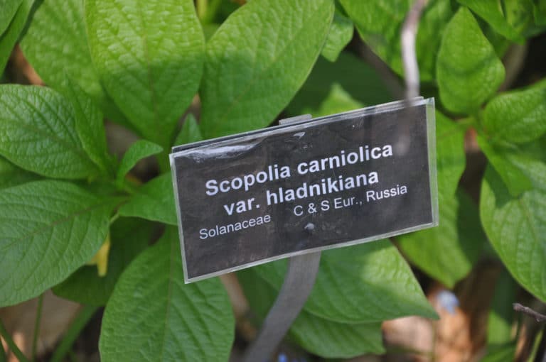Scopolia (Scopolia)