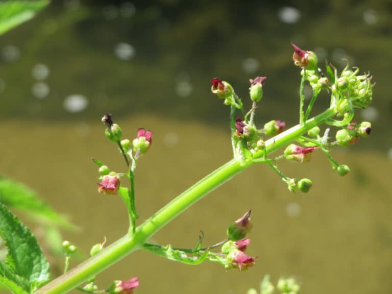 Scrofulaire (Scrophularia)