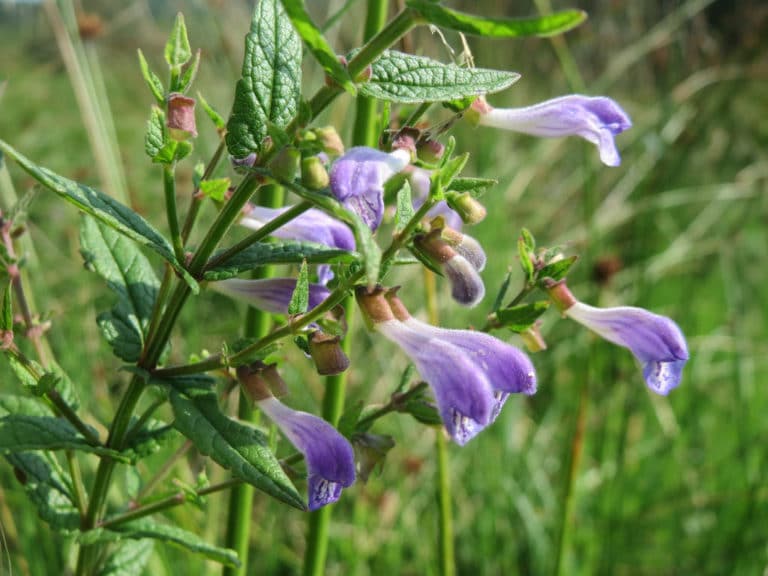 Toque (Scutellaria)