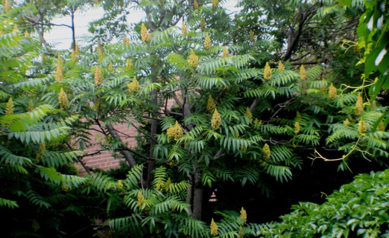 Searsia (Searsia)