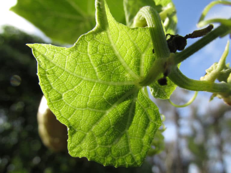 Sechium (Sechium)