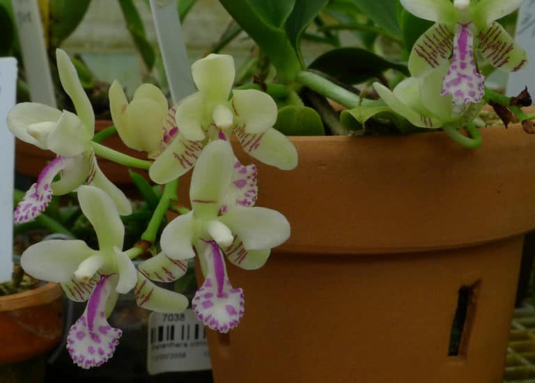 Sedirea (Sedirea)