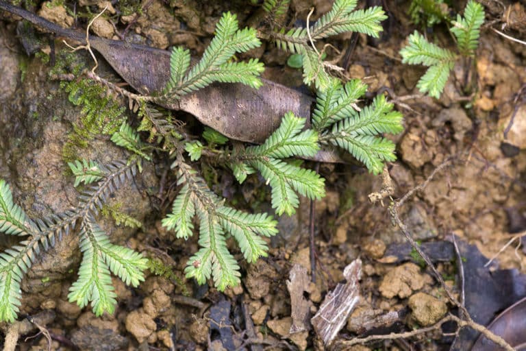 Sélaginelle (Selaginella)