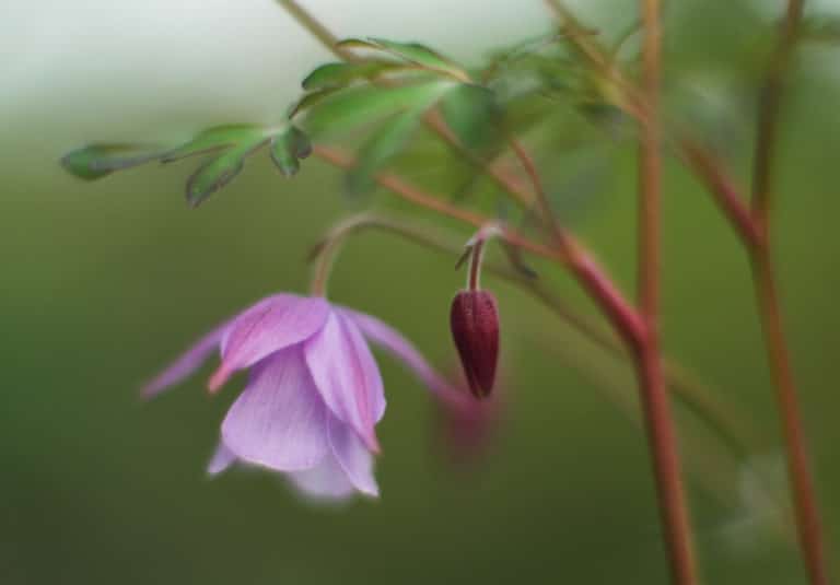 Semiaquilegia (Semiaquilegia)