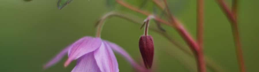 Semiaquilegia