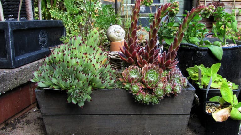 Joubarbe (Sempervivum)