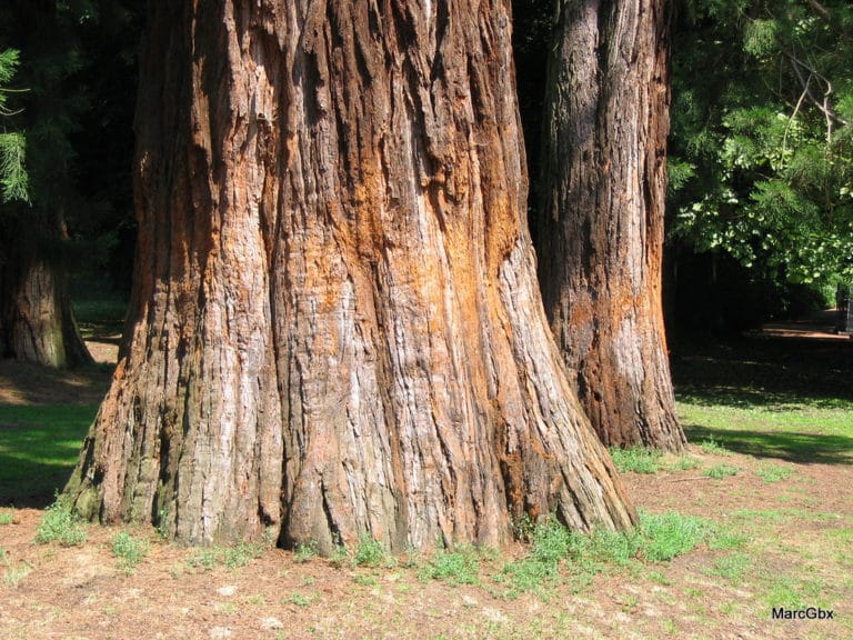Séquoia (Sequoia)
