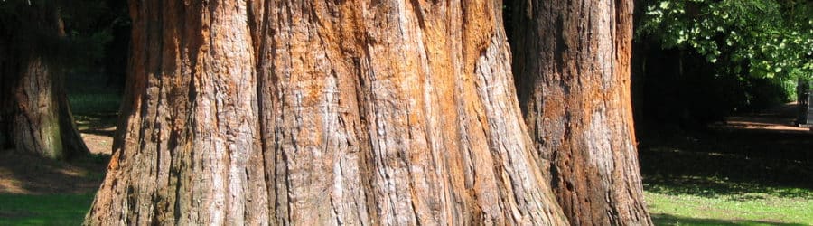 Séquoia