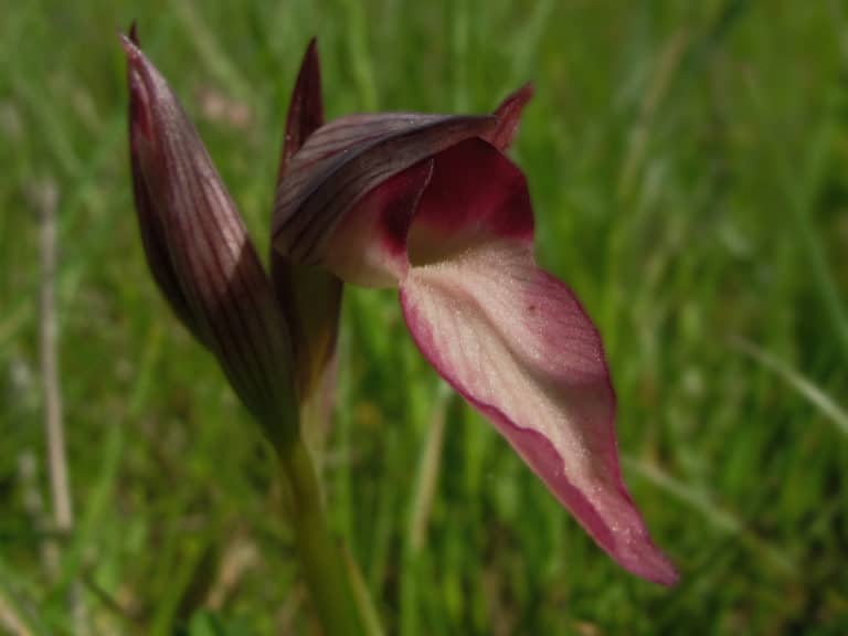 Serapias (Serapias)
