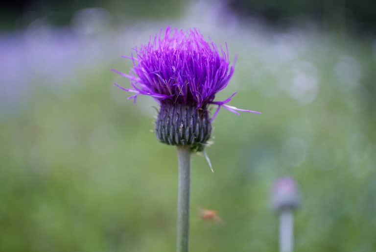 Serratula (Serratula)