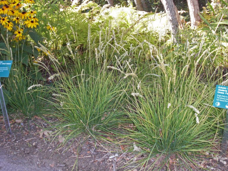 Seslérie (Sesleria)