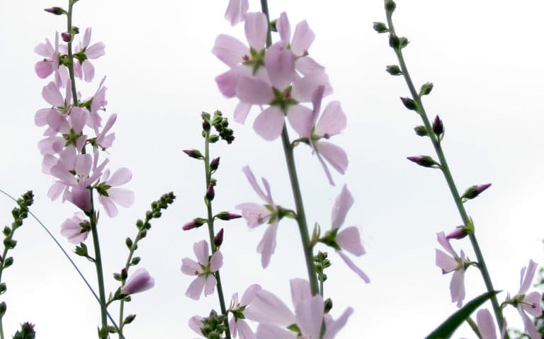 Sidalcea (Sidalcea)