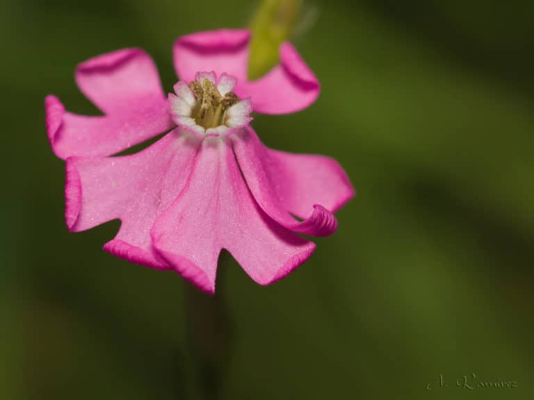Silène (Silene)