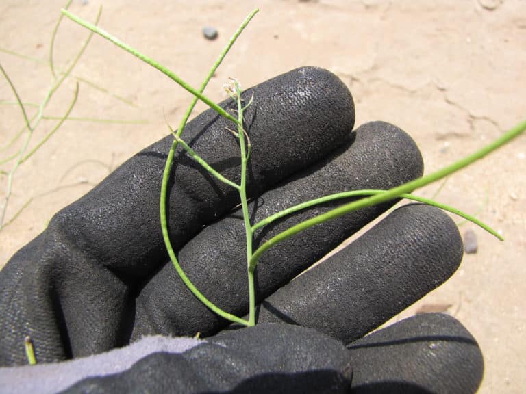 Sisymbre (Sisymbrium)