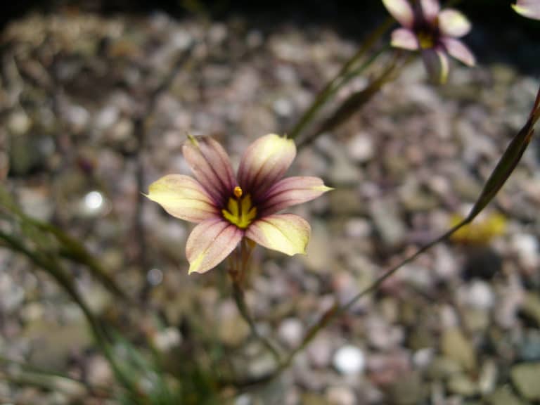 Sisyrinchium (Sisyrinchium)