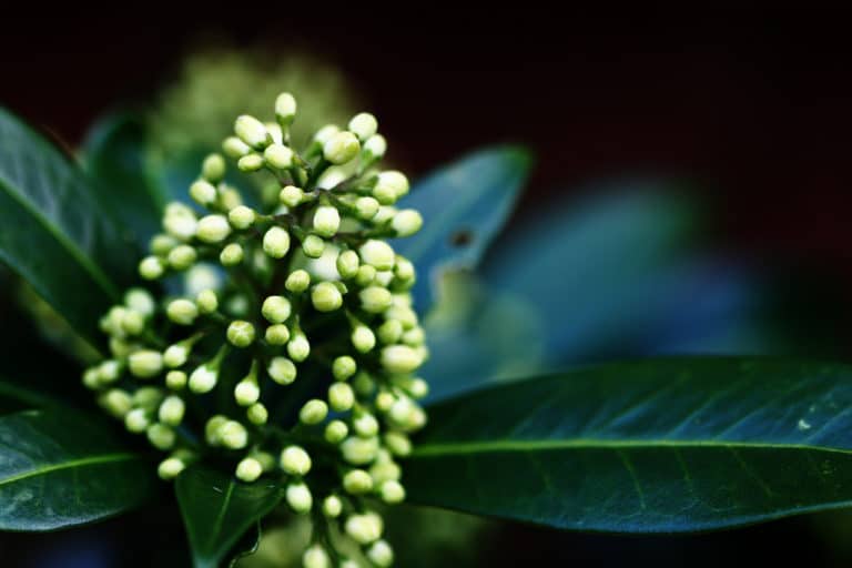 Skimmia (Skimmia)