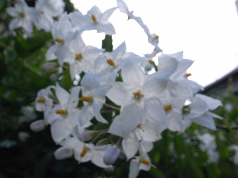 Morelles (Solanum)