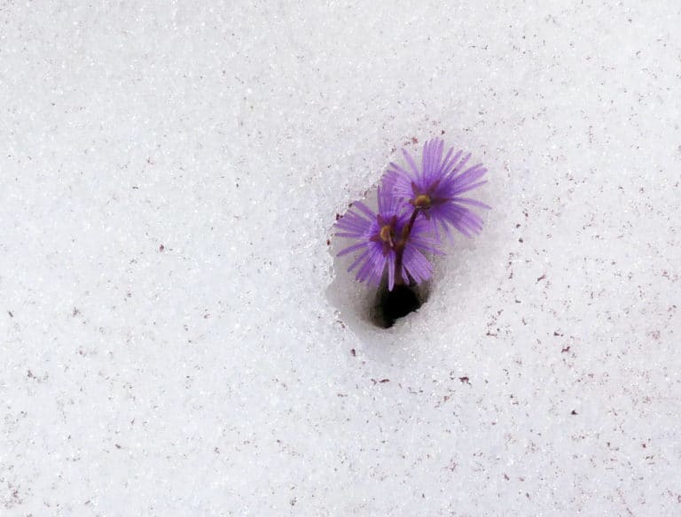 Soldanelle (Soldanella)