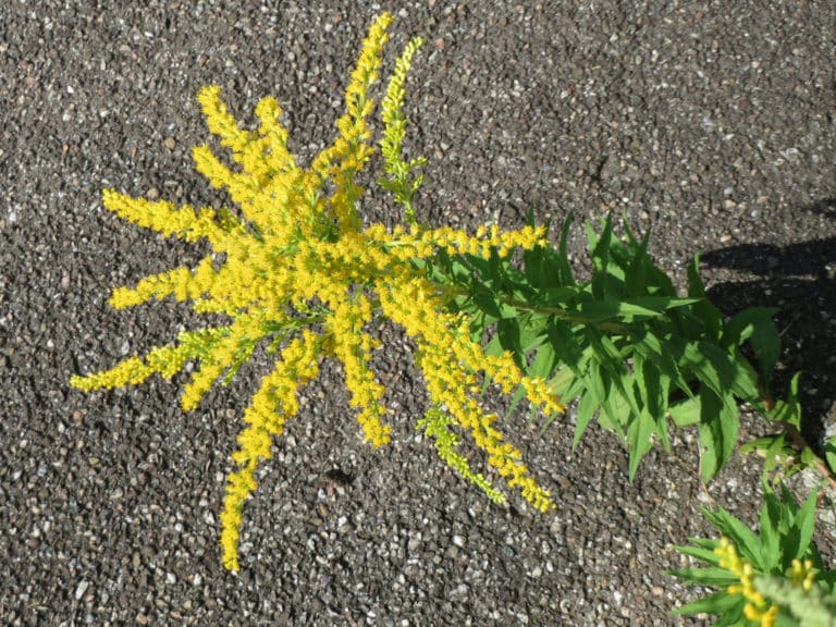 Solidages (Solidago)