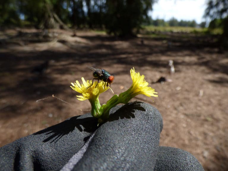 Laiterons (Sonchus)