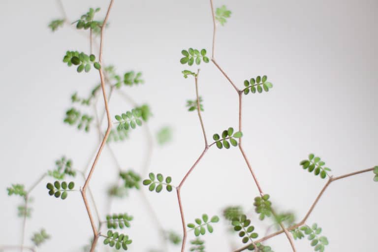 Sophora (Sophora)